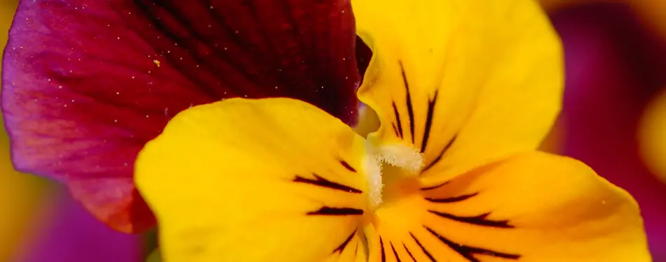28 Gardens and Arboretums You Should Visit This Spring!